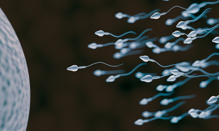 Illustration of sperm cells reaching egg cell