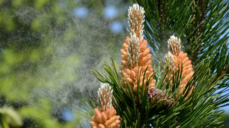 pine-flower-boasting